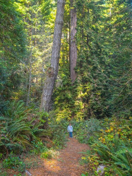 Driftwood Lodge ~ 5 Bedroom / 7 Bath ~ 30-Acre Private Estate On Hwy 1 ~ Hot Tub ~ Oceanview ~ Reunions & Retreats Walsh Landing Exteriér fotografie